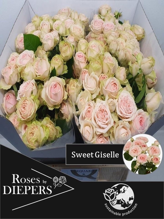 <h4>R TR SWEET GISELLE!</h4>