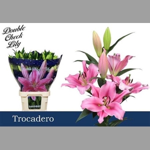 Li Ot Trocadero 5+ (rijper)