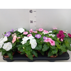 Catharanthus ros.   ...mix