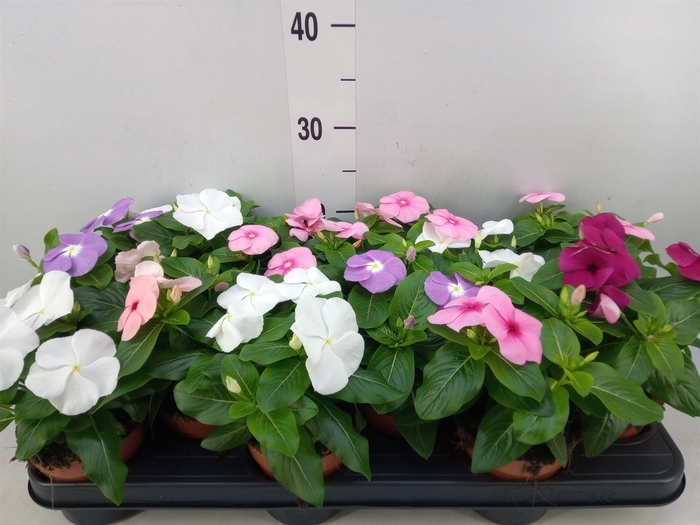 <h4>Catharanthus ros.   ...mix</h4>