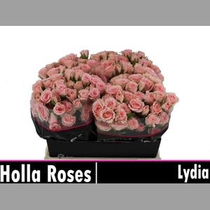 R TR LYDIA