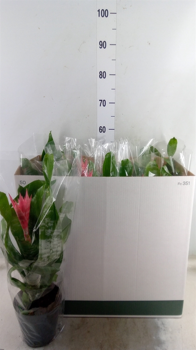 <h4>Aechmea fasciata 'Primera'</h4>