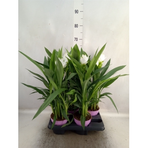 Curcuma alism. 'Siam Sisto'