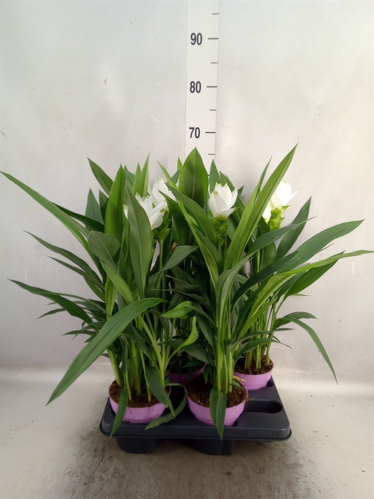 Curcuma alism. 'Siam Sisto'