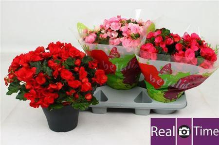 <h4>Beg En Betulia Gem</h4>