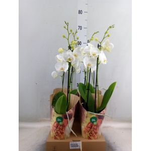 Phalaenopsis   ...rose