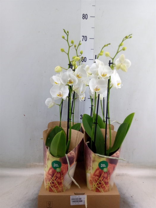 <h4>Phalaenopsis   ...rose</h4>