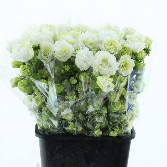 <h4>Campanula Kilimangiaro ( Bunch X 5 )</h4>