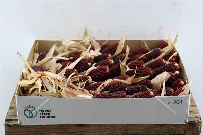 <h4>Zea Mays Strawberry</h4>