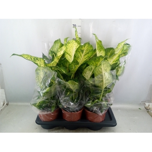 Dieffenbachia  'Mars'