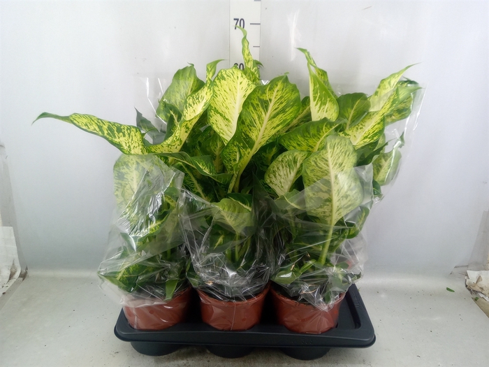 Dieffenbachia  'Mars'