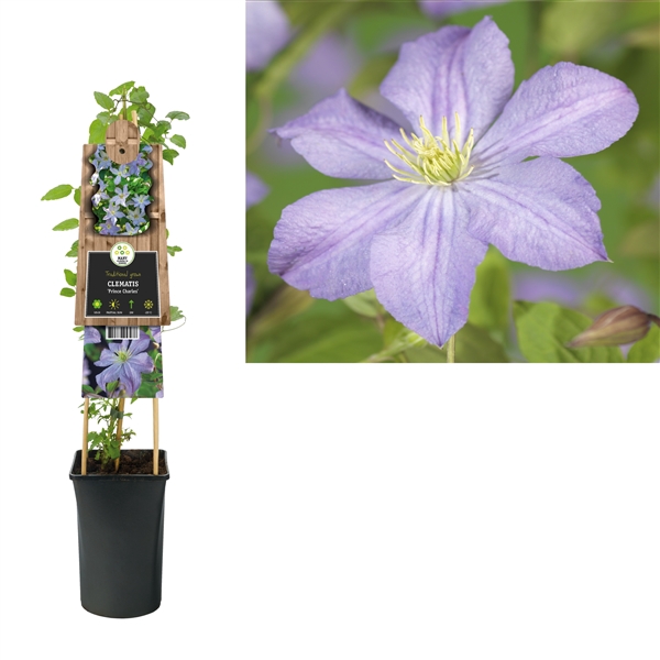 <h4>Clematis 'Prince Charles' +3.0 label</h4>