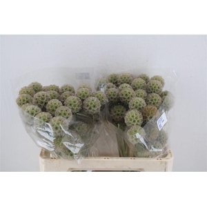 Scabiosa Stellata Natural P Stem