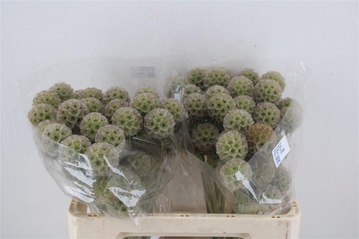 <h4>Scabiosa Stellata Natural P Stem</h4>