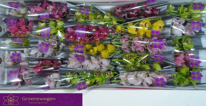 <h4>CYMB MI GEM</h4>