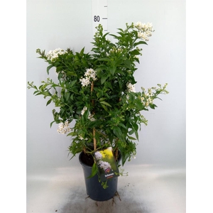 Solanum jasminoides