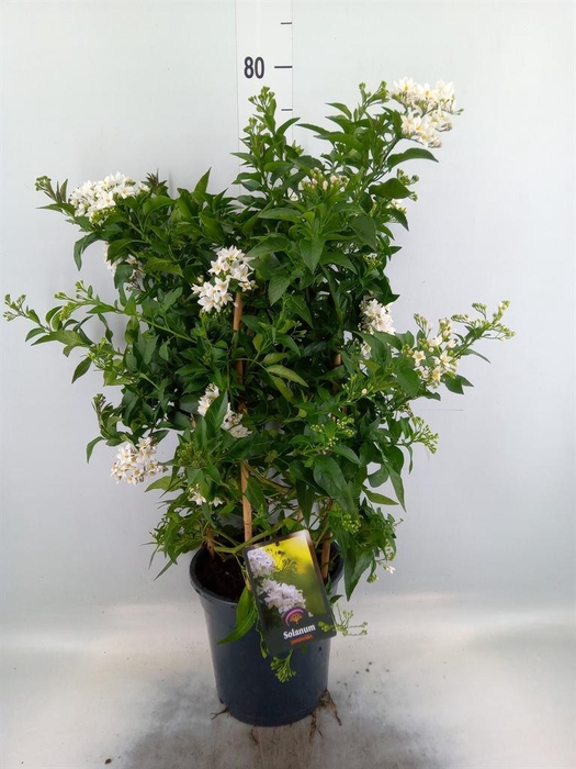 <h4>Solanum jasminoides</h4>
