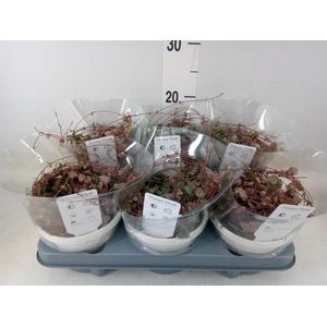 Ceropegia woodii ssp. woodii