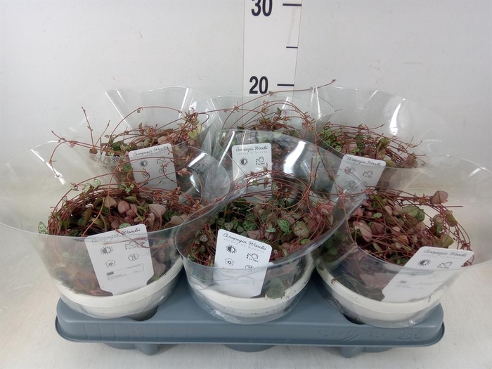 <h4>Ceropegia woodii ssp. woodii</h4>