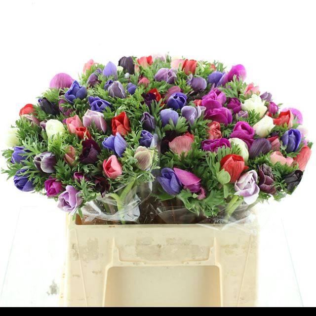 <h4>ANEM MISTRAL SR MIX EXTRA</h4>