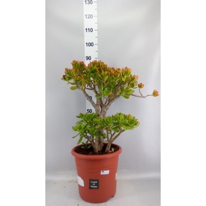 Crassula ovata 'Sunset'