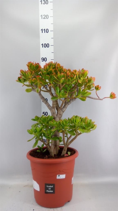 <h4>Crassula ovata 'Sunset'</h4>