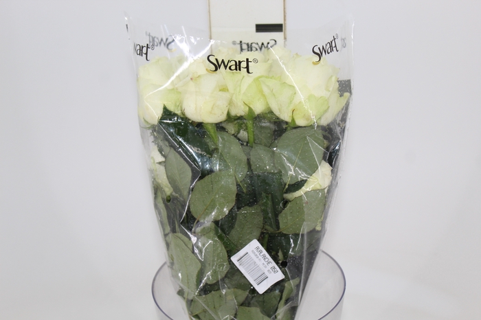 <h4>ROSA AVALANCHE 050 CM ESTUFA</h4>