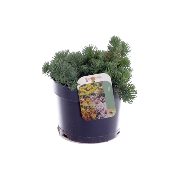 <h4>Sedum forsterianum Oracle</h4>