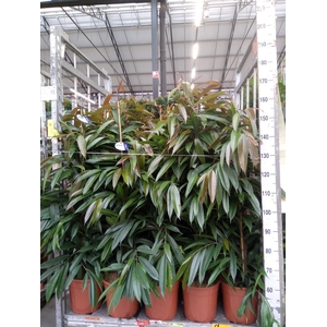 Ficus binn. 'Amstel King'