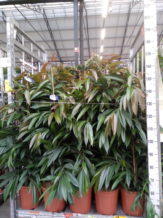 <h4>Ficus binn. 'Amstel King'</h4>