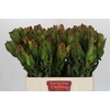 Leucadendron Laurel Yellow