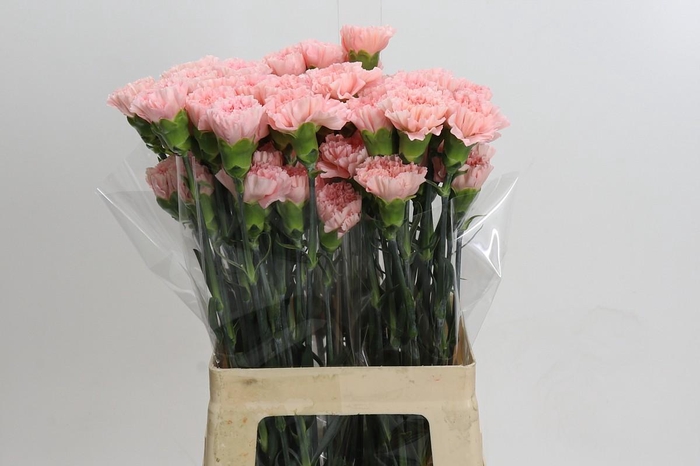 <h4>Dianthus St Sarah Pink</h4>