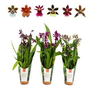 Inca Cambria mix Duo Cascade 9cm luxury jungle cover
