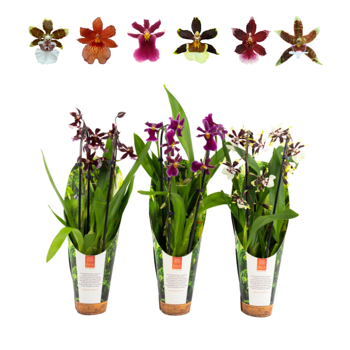 <h4>Inca Cambria mix Duo Cascade 9cm luxury jungle cover</h4>
