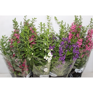 ANGELONIA P14 VARIADO