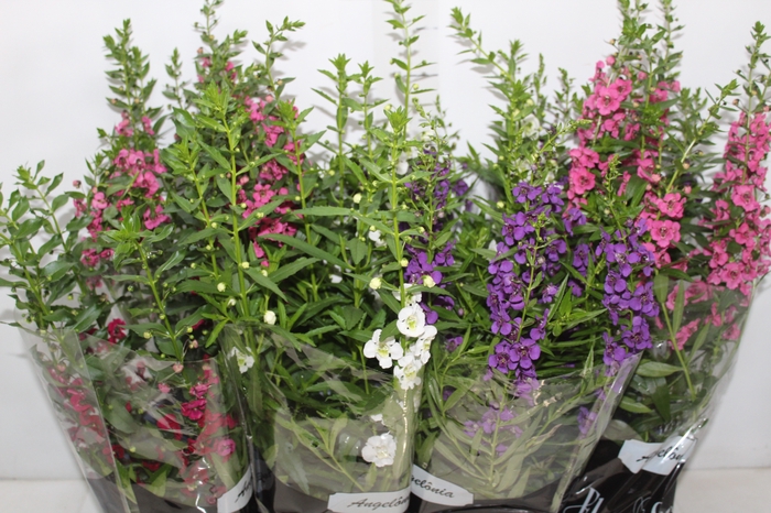<h4>ANGELONIA P14 VARIADO</h4>