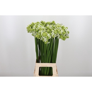 Ornithogalum Saundersiae