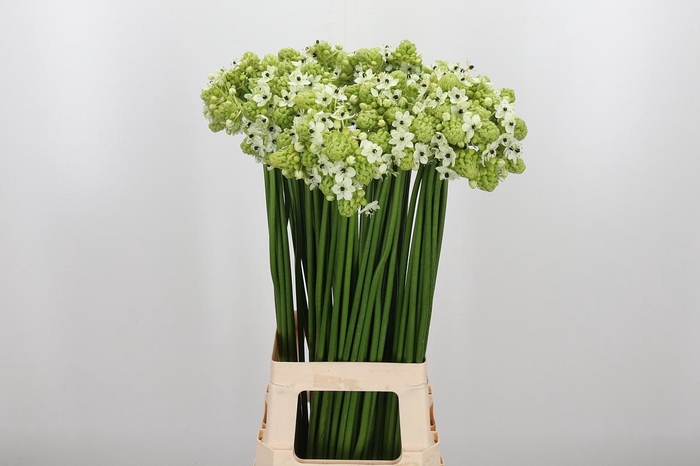 <h4>Ornithogalum Saundersiae</h4>