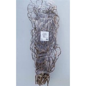 T Coryl Av Contorta 100cm