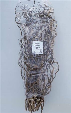 <h4>T Coryl Av Contorta 100cm</h4>