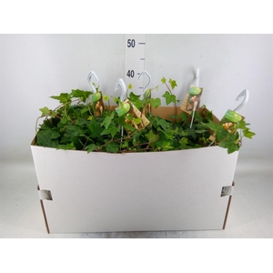 Hedera helix 'Pittsburgh'