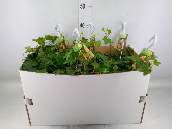 <h4>Hedera helix 'Pittsburgh'</h4>