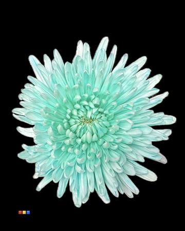 <h4>Chr G Topspin Pastel Mint</h4>