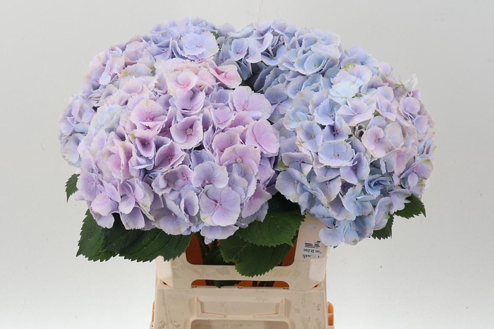 <h4>Hydr M Ch Verena Bl</h4>