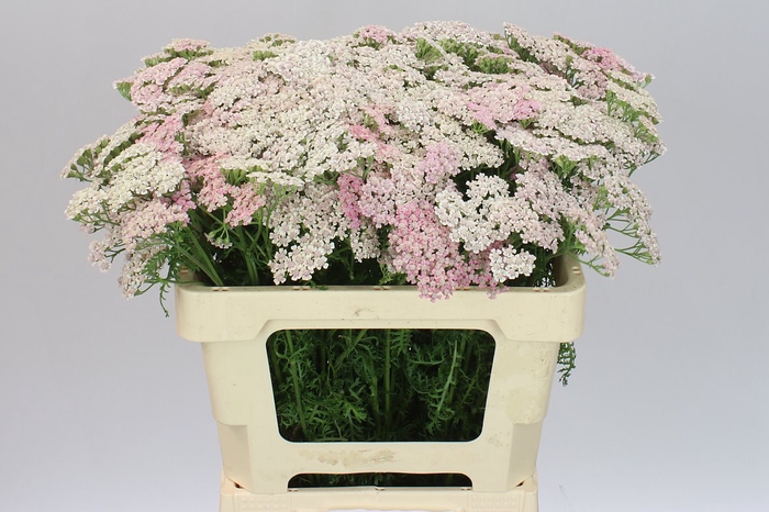<h4>Achillea Pink Floyd</h4>