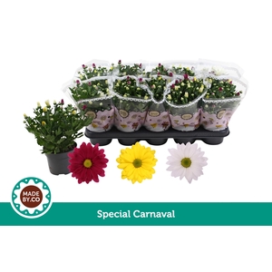Chrysant Carnaval