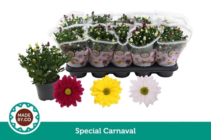 <h4>Chrysant Carnaval</h4>