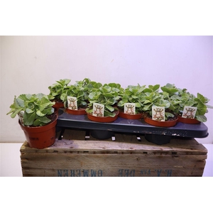 arr8 Plect Can Sumcol Kattenschrik