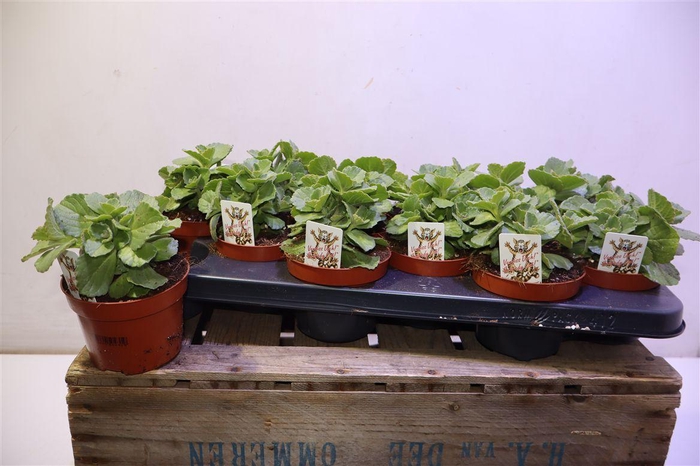 arr8 Plect Can Sumcol Kattenschrik