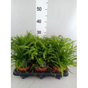 Nephrolepis cord. 'Duffii'